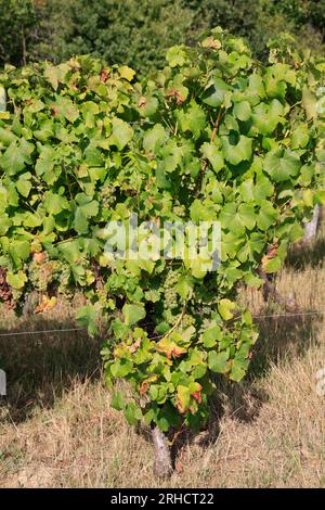 Vignoble, vigne et raisin de l’Entre-deux-Mers. Produktion de Vin Blanc. Vigne et vignoble des vins de Bordeaux. Entre-deux-Mers, Gironde, Frankreich, EUR Stockfoto