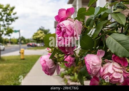 Ein kleiner Winkel von hellrosa Rosen auf einem Busch - Bürgersteig, Feuerhydrant und Straße im Hintergrund - blauer Himmel mit Wolken Stockfoto