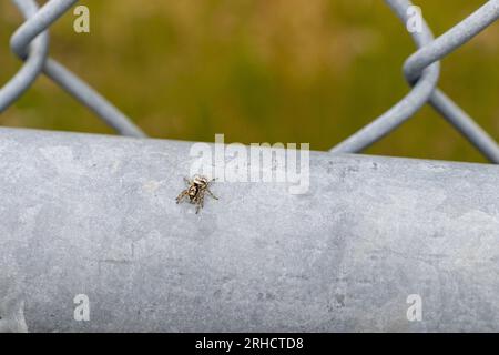 Eine schwarz-weiße Spinne auf einem grauen Kettengliederzaun - eine Nahaufnahme von Körper und Beinen - ein grünes Grasfeld im Hintergrund Stockfoto