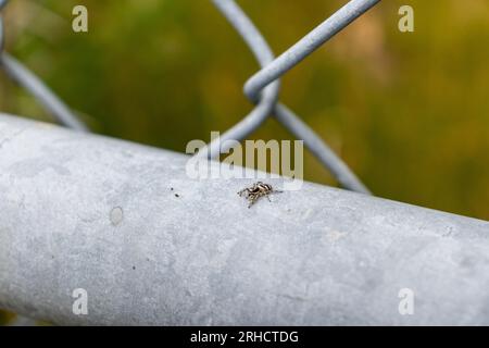 Eine schwarz-weiße Spinne auf einem grauen Kettengliederzaun - eine Nahaufnahme von Körper und Beinen - ein grünes Grasfeld im Hintergrund Stockfoto