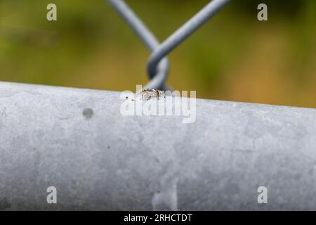 Eine schwarz-weiße Spinne auf einem grauen Kettengliederzaun - eine Nahaufnahme von Körper und Beinen - ein grünes Grasfeld im Hintergrund Stockfoto