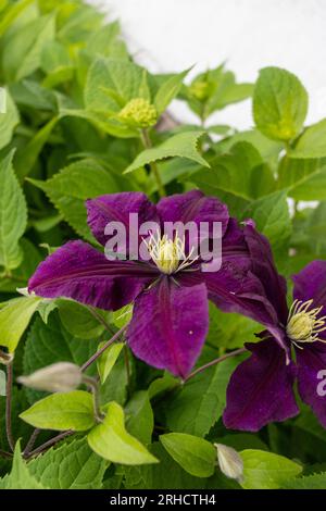 Violette Clematis blühen mit weißer Mitte und gelben Strähnen - tiefviolette Blüten an den Rändern gewellt - grüne Blätter und Laub auf unscharfem Hintergrund Stockfoto