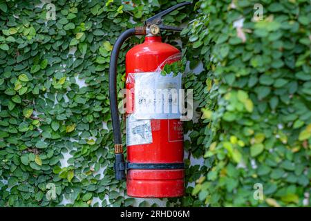 Feuerlöscher an einer Wand, die mit Kletterpflanzen bedeckt ist. Stockfoto