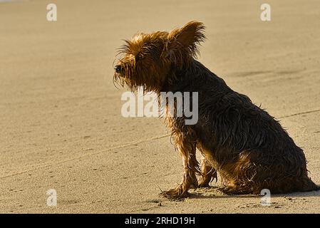 Wet little terrier sit at sand beach in Half Moon Bay. Stock Photo