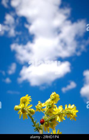Marienkäfer klettert auf Blumen Stockfoto
