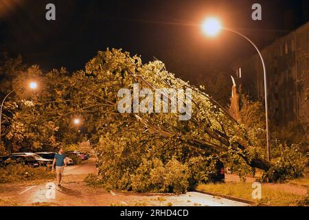 Brandenburg An Der Havel, Deutschland. 15. Aug. 2023. Ein umgestürzter Baum liegt auf der Straße. Ein Sturm hat viel Schaden angerichtet. Ungewöhnlich starke Gewitter haben die Brandenburger Feuerwehr auf Trab gehalten, vor allem im Süden und Osten des Bundesstaates Credit: Michael Bahlo/dpa/Alamy Live News Stockfoto