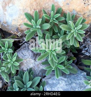 Lammohr (Stachys byzantina) „Silberner Teppich“. Stockfoto