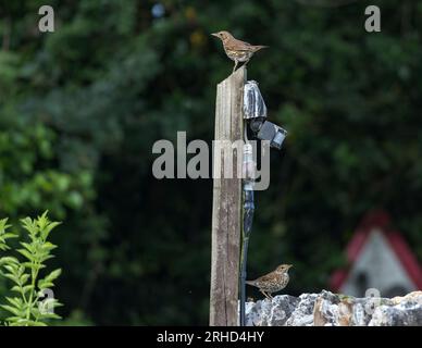 Song Thrush (Turdus philomelos) zwei Vögel auf einer alten Steinmauer mit Holzpfosten Stockfoto