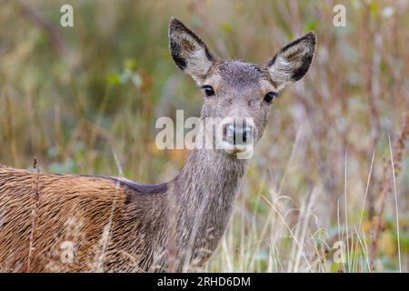 Red Deer Hind (Cervus elaphus) inmitten von schmutzigen Gräsern Stockfoto