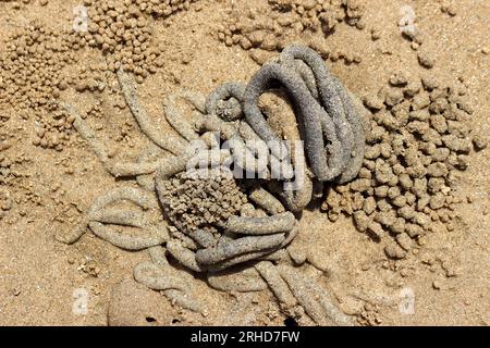 Der Mist von Meerwürmern rollt im Kreis auf dem Sand. Es gibt kleine Sandbällchen, die durch überall verstreute Sandkrabben verursacht werden. Wenn Sie genau hinschauen, werden Sie es tun Stockfoto