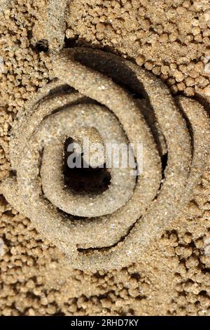 Der Mist von Meerwürmern rollt im Kreis auf dem Sand. Es gibt kleine Sandbällchen, die durch überall verstreute Sandkrabben verursacht werden. Wenn Sie genau hinschauen, werden Sie es tun Stockfoto