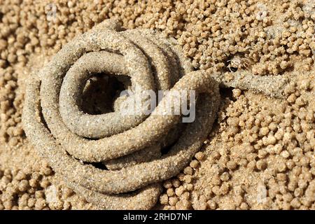 Der Mist von Meerwürmern rollt im Kreis auf dem Sand. Es gibt kleine Sandbällchen, die durch überall verstreute Sandkrabben verursacht werden. Wenn Sie genau hinschauen, werden Sie es tun Stockfoto