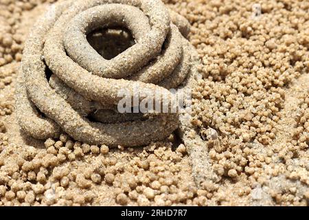 Der Mist von Meerwürmern rollt im Kreis auf dem Sand. Es gibt kleine Sandbällchen, die durch überall verstreute Sandkrabben verursacht werden. Wenn Sie genau hinschauen, werden Sie es tun Stockfoto