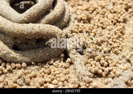 Der Mist von Meerwürmern rollt im Kreis auf dem Sand. Es gibt kleine Sandbällchen, die durch überall verstreute Sandkrabben verursacht werden. Wenn Sie genau hinschauen, werden Sie es tun Stockfoto