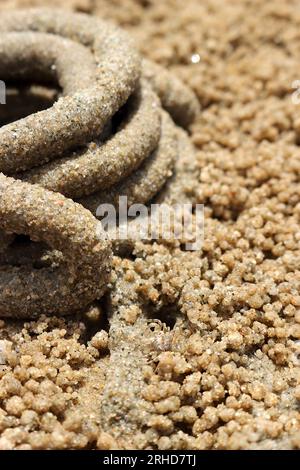 Der Mist von Meerwürmern rollt im Kreis auf dem Sand. Es gibt kleine Sandbällchen, die durch überall verstreute Sandkrabben verursacht werden. Wenn Sie genau hinschauen, werden Sie es tun Stockfoto