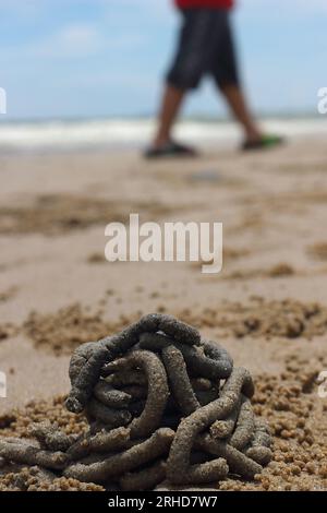 Der Mist von Meerwürmern rollt im Kreis auf dem Sand. Es gibt kleine Sandbällchen, die durch überall verstreute Sandkrabben verursacht werden. Dahinter liegt das nahe gelegene Meer Stockfoto