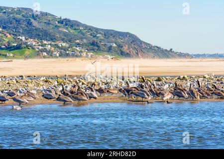 Eine Gruppe brauner Pelikane und Möwen, die sich auf flachen Gewässern am Malibu Beach in Kalifornien ausruhen. Stockfoto