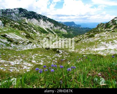 Wunderschönes alpines Tal in den Julischen alpen und im Triglav-Nationalpark, Slowenien und violette, herzblättrige Erdblumenblüten (Globularia cordifolia) Stockfoto