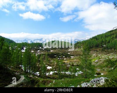 Wunderschöne alpine Landschaft mit Lärchen und Wiese in Julischen alpen und Triglav Nationalpark, Oberkarniola, Slowenien mit schneebedeckten Bergp Stockfoto