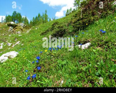 Almwiese mit blauer Frühlingsenzian (Gentiana verna) und gelben Schmetterlingsblumen (Ranunculus) in den Julischen alpen und im Triglav-Nationalpark, Slowenien Stockfoto