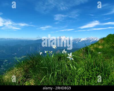 Narzisse (Narcissus poeticus) und Triglav-Berg in Julischen alpen und Triglav-Nationalpark, Slowenien Stockfoto