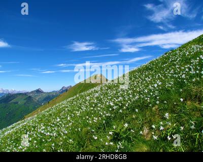 Narzisse des weißen Dichters (Narcissus poeticus) und die Spitze des Berges Golica hinter dem Karawanken in Gorenjska, Slowenien Stockfoto