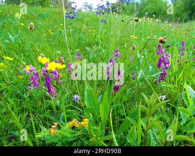 Rosafarbenes gemeines Milchkraut (Polygala vulgaris) blüht im Gras Stockfoto