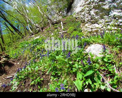 Flecken blauer Glockenblumen (Ajuga genevensis) im Wald Stockfoto