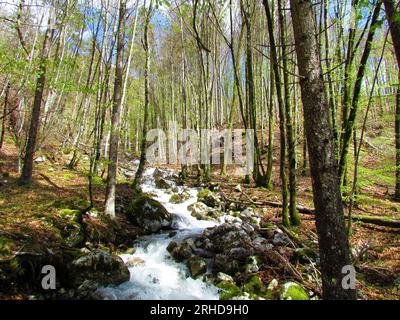 Gebirgsbach, der einen Hang durch einen Buchenwald in hellgrünem Frühlingslaub in Korita mostnice Gorenjska, Slowenien, hinunterfließt Stockfoto