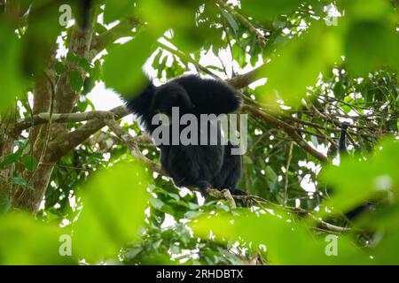 Porträt eines Siamang-Affen, der auf dem Baum sitzt. Ein arborealer, schwarz gefärbter Gibbon, der in Malaysia im Baum hängt. - Siamang Nahaufnahme Stockfoto