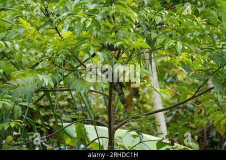 Der Falke-Kuckuck (Gattung Hierococcyx), grauer bis brauner Tarnvogel, der sich auf einem Ast in der Natur erhebt. Vogelbeobachtung in Fraser's Hill, Malaysia Stockfoto