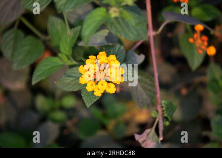 Gelbfärbte gewöhnliche lantana (lantana camara) : (pix Sanjiv Shukla) Stockfoto