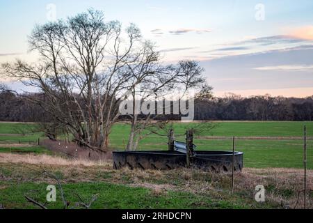 Rinder-Wassertank, der sich über zwei Weiden erstreckt, die im Januar auf einer Kuhweide in Alabama aus einem alten Traktorreifen und Schutzgeländer hergestellt wurden. Stockfoto