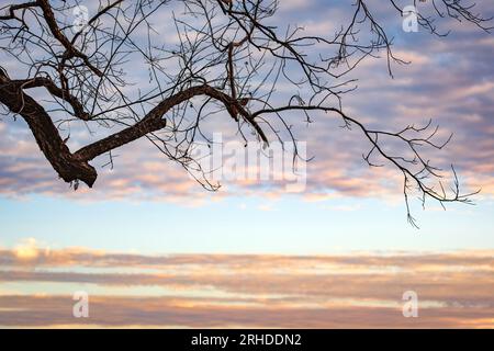 Schlafender Baumzweig im Vordergrund vor einem wunderschönen Sonnenuntergangshimmel. Stockfoto
