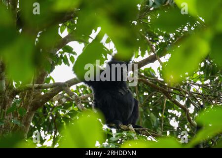 Porträt eines Siamang-Affen, der auf dem Baum sitzt. Ein arborealer, schwarz gefärbter Gibbon, der in Malaysia im Baum hängt. - Siamang Nahaufnahme Stockfoto