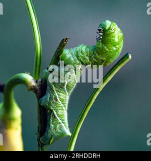 Makrofotografie des Tomatenhornwurms (Manduca quinquemaculata) mit Bokeh-Hintergrund. Stockfoto