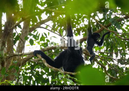 Die Mutter und das Baby von Siamang, die auf dem Baum schwingen. Arborealer, schwarz gefärbter Gibbon, der im Baum hängt. Fraser's Hill, Malaysia Stockfoto