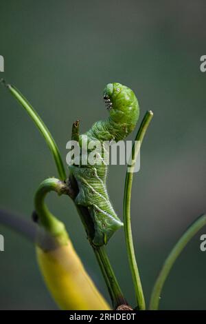 Tomatenhornwurm (Manduca quinquemaculata) auf einer Bananenpfeffer-Pflanze, Nahaufnahme mit Bokeh-Hintergrund. Stockfoto