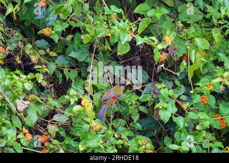 Silberohr-Mesia (Leiothrix argentauris) wunderschöner gelber Vogel mit silberner Wange auf den üppigen Blättern und Zweigen Stockfoto