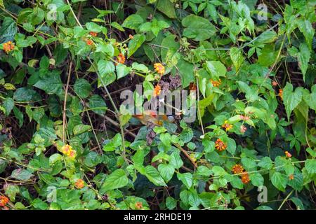 Silberohr-Mesia (Leiothrix argentauris) wunderschöner gelber Vogel mit silberner Wange auf den üppigen Blättern und Zweigen Stockfoto