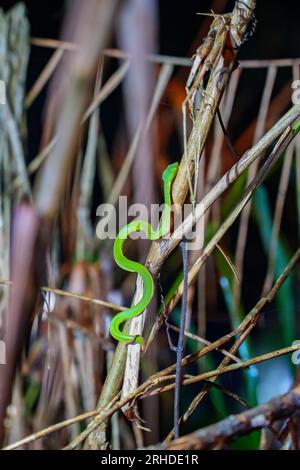 Sabah Bamboo Pitviper (Trimeresurus sabahi) kriecht auf einem trockenen Ast. Grüne Grubenotter im Fraser's Hill-Nationalpark, Malaysia. Giftschlange in r Stockfoto