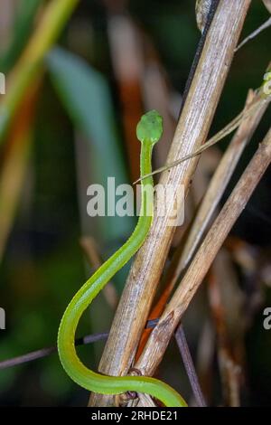 Sabah Bamboo Pitviper (Trimeresurus sabahi) kriecht auf einem trockenen Ast. Grüne Grubenotter im Fraser's Hill-Nationalpark, Malaysia. Giftschlange in r Stockfoto