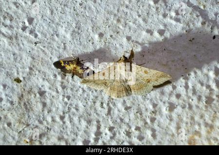 Nahaufnahme einer Gelben Geometer-Motte und Perlmotte (Gattung Diaphania), die sich auf einer weißen Wand befinden Stockfoto