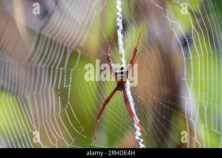 Nahaufnahme von Cross Spider in einem Netz auf einem unscharfen natürlichen grünen Hintergrund. Spinnennetz im sonnigen Wald. Orb Weber Argiope Spider in der Mitte des Netzes. Argio Stockfoto