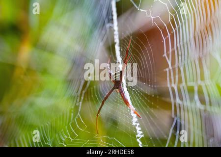 Nahaufnahme von Cross Spider in einem Netz auf einem unscharfen natürlichen grünen Hintergrund. Spinnennetz im sonnigen Wald. Orb Weber Argiope Spider in der Mitte des Netzes. Argio Stockfoto