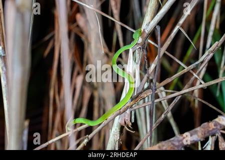 Sabah Bamboo Pitviper (Trimeresurus sabahi) kriecht auf einem trockenen Ast. Grüne Grubenotter im Fraser's Hill-Nationalpark, Malaysia. Giftschlange in r Stockfoto