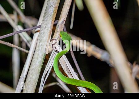 Sabah Bamboo Pitviper (Trimeresurus sabahi) kriecht auf einem trockenen Ast. Grüne Grubenotter im Fraser's Hill-Nationalpark, Malaysia. Giftschlange in r Stockfoto