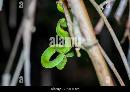 Sabah Bamboo Pitviper (Trimeresurus sabahi) kriecht auf einem trockenen Ast. Grüne Grubenotter im Fraser's Hill-Nationalpark, Malaysia. Giftschlange in r Stockfoto