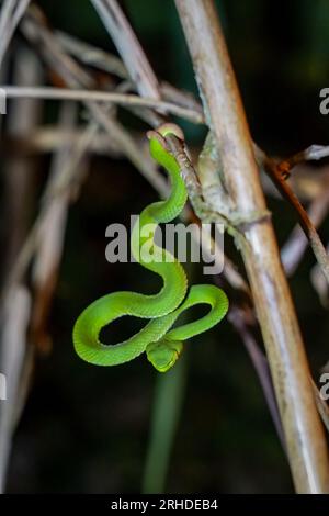 Sabah Bamboo Pitviper (Trimeresurus sabahi) kriecht auf einem trockenen Ast. Grüne Grubenotter im Fraser's Hill-Nationalpark, Malaysia. Giftschlange in r Stockfoto