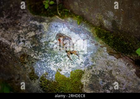 Nahaufnahme von Cicada Nymphe auf dem Boden bei Nacht. Insektentiere. Fraser's Hill, Malaysia Stockfoto